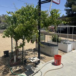 La Verne Nursery - Grape Flame seedless