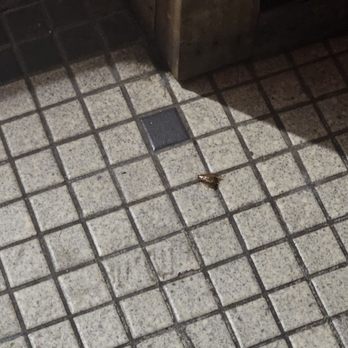 LA Fitness - Chilling with the roaches - Gyms Near Me - Glendale, California LA Fitness - Chilling with the roaches - Gyms Near Me - Glendale, California