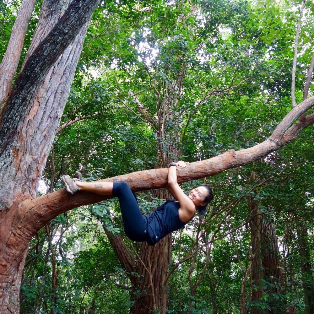 Aiea Loop Trail - Trees were made to climb! - Hiking Near Me - Aiea, Hawaii