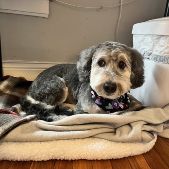 Ravenswoof - 2nd visit, full groom - Pet Groomers Near Me - Chicago, Illinois