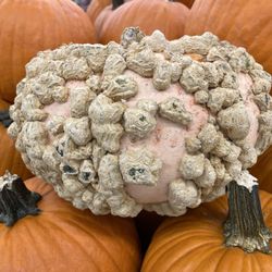 Giant Food - Wonder what kinda pumpkin is this?