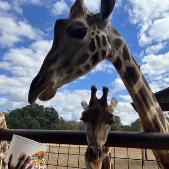 Lazy 5 Ranch - Zoos Near Me - Mooresville, North Carolina