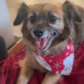 Momos Pet Grooming - She's so soft!!! - Pet Groomers Near Me - Norco, California