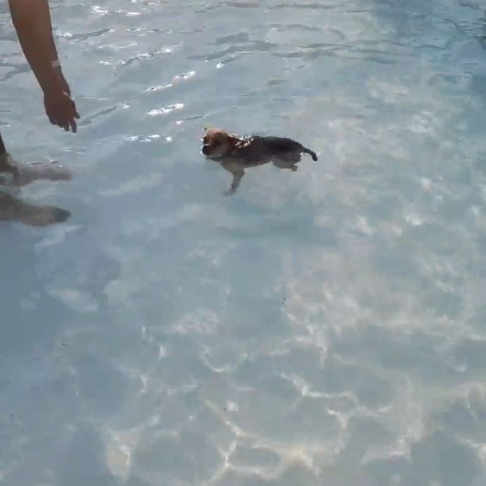 Doggy swim Doggy swim
