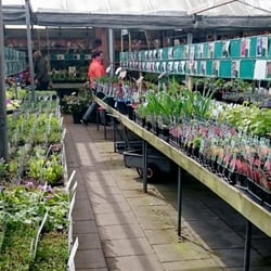 Køgevejens Planteskole - Pænt udvalg af stauder, græsser og blomsterløg i potter