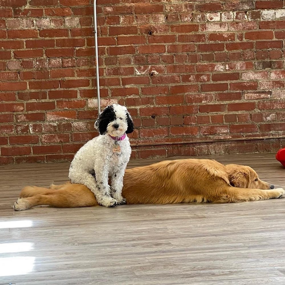 Fluff n Stuff Pet Resort - pet boarding facility in Cleveland, OH