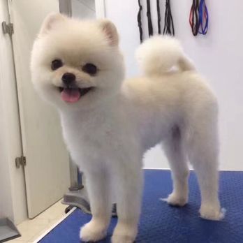 Magic Groomer - Pet Sitting Near Me - Arcadia, California Magic Groomer - Pet Sitting Near Me - Arcadia, California