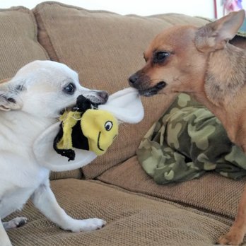 Del Valle Pet Hospital - Miggy & Stella in busy bee tug of war... - Veterinarians Near Me - Livermore, California
