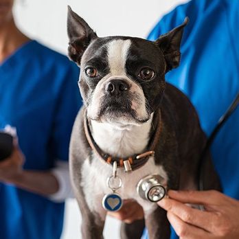 Vetco Total Care - Veterinarians Near Me - Richfield, Minnesota Vetco Total Care - Veterinarians Near Me - Richfield, Minnesota
