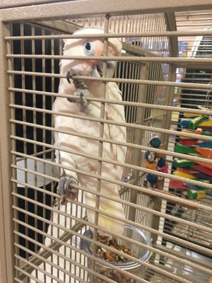 BIRD PARADISE - 39 Photos & 53 Reviews - 551 E Rt 130 S, Burlington