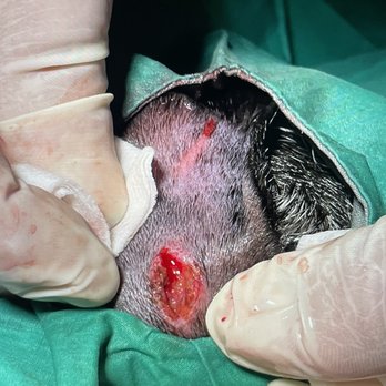 Emerald Street Kennels - Ear injury/puncture wound. - Pet Groomers Near Me - Boise, Idaho
