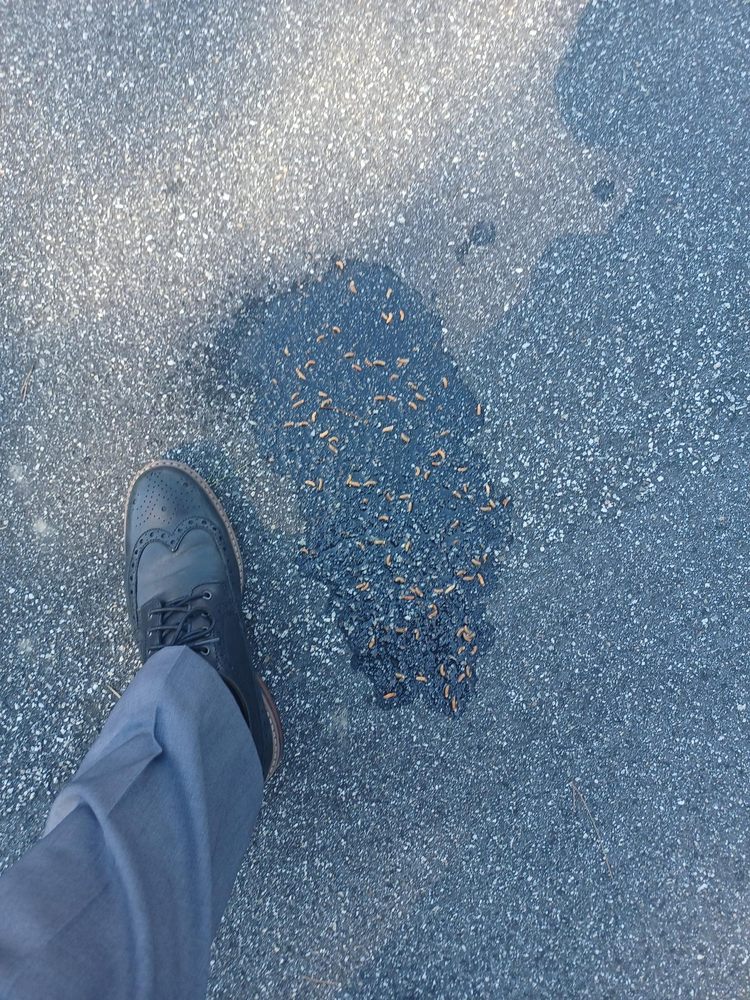 SILVERSTONE MOTORCARS Updated October 2024 14 Photos 2350