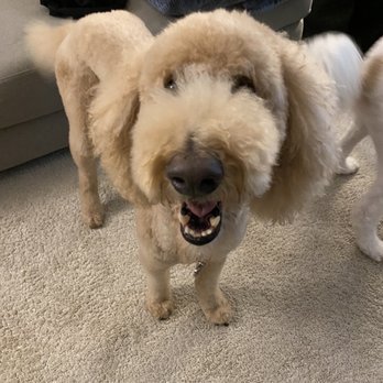 Pampered Paws - Pet Groomers Near Me - La Habra, California Pampered Paws - Pet Groomers Near Me - La Habra, California