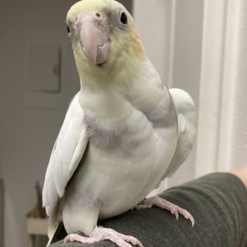 AZ Exotic Bird Rescue - Animal Shelters Near Me - Scottsdale, Arizona AZ Exotic Bird Rescue - Animal Shelters Near Me - Scottsdale, Arizona