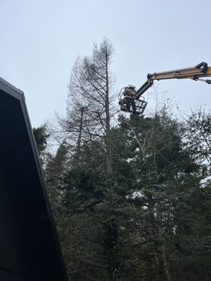 Tree Service - Trees are a great way to add beauty and interest to your yard. But if you have trees that are overgrown, diseased or unattractive, they may be doing more harm than good. Thankfully, Stigall Tree Service, LLC can help. Our Port Angeles, WA tree company offers a wide variety of services to help you care for your trees. Whether you need tree pruning, tree topping, tree removal or view enhancement services, you can count on us.