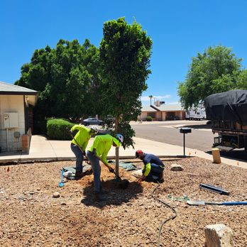 Moon Valley Nurseries - Tree Services Near Me - Phoenix, Arizona