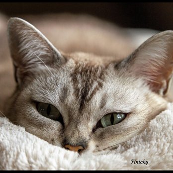 Finicky Cat Sitting & Behavior - Cat comfort with Finicky! - Pet Sitting Near Me - Berea, Ohio Finicky Cat Sitting & Behavior - Cat comfort with Finicky! - Pet Sitting Near Me - Berea, Ohio