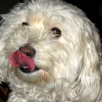 Puppy Buddies - Pet Sitting Near Me - Tucson, Arizona