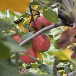 Apples on the tree