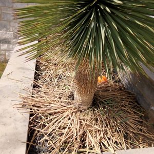 PR TREE SERVICE - Indianapolis, Indiana - Tree Services - Phone Number ...