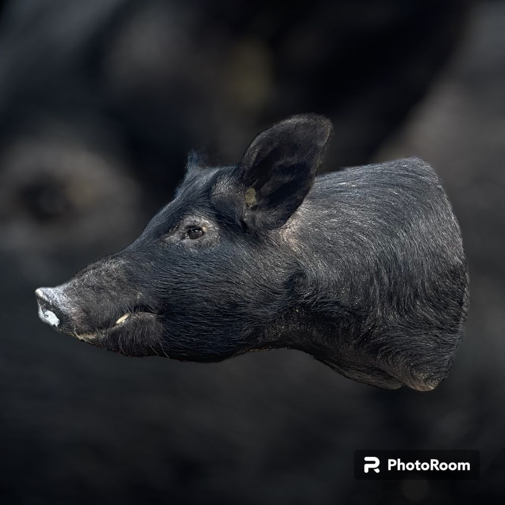 Hupp’s Taxidermy - taxidermy in East Palestine, OH
