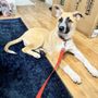 Photo of Pawsitive Interaction Dog Obedience