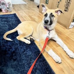 Pawsitive Interaction Dog Obedience - Nala