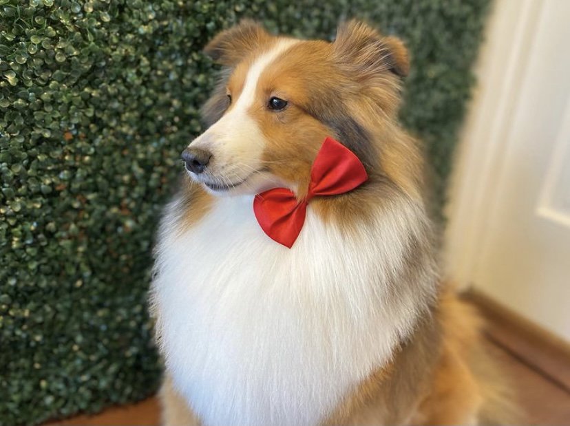 Honey Dog Salon Image