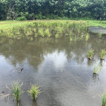 Kualoa Ranch - Rice! - Tours Near Me - Kaneohe, Hawaii Kualoa Ranch - Rice! - Tours Near Me - Kaneohe, Hawaii