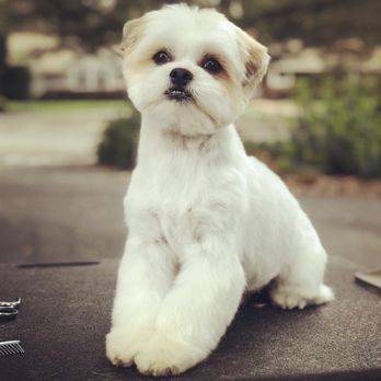 The doodle - We love grooming shih Tzu, shihpoos, doodles, and small dogs. Max here sporting his Asian fusion puppy trim. - Pet Stores Near Me - San Francisco, California The doodle - We love grooming shih Tzu, shihpoos, doodles, and small dogs. Max here sporting his Asian fusion puppy trim. - Pet Stores Near Me - San Francisco, California