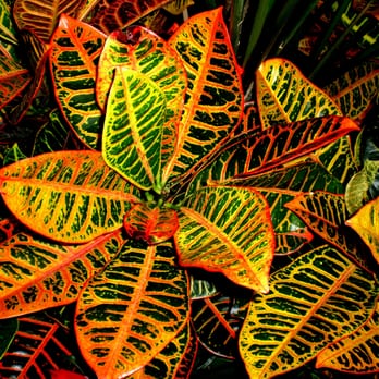Horticultural Help - Indoor Landscaping Near Me Horticultural Help - Indoor Landscaping Near Me