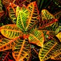 Horticultural Help