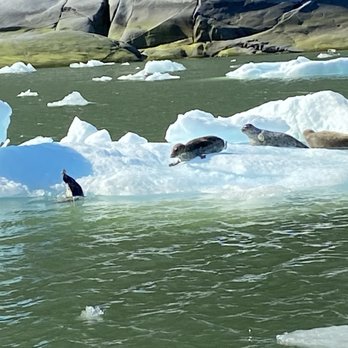 Tongass Adventures - Baby seals at Le Conte glacier - Tours Near Me - Petersburg, Alaska Tongass Adventures - Baby seals at Le Conte glacier - Tours Near Me - Petersburg, Alaska