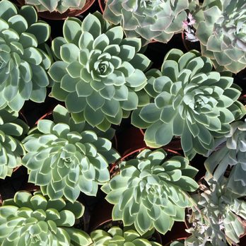 Memo's Nursery - Succulent - Nurseries & Gardening Near Me - Chino, California