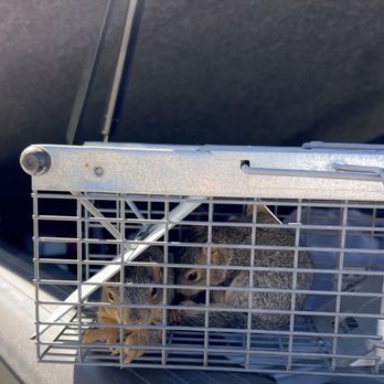 Coastline Equity Property Management - Squirrel they almost left to die in our attic above our bedroom. - Property Management Near Me - Gardena, California