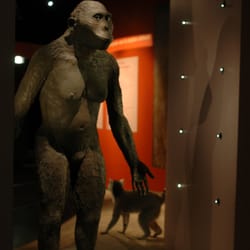 Muséum d'Histoire Naturelle - Lucy muséum d''histoire naturelle de bourges
