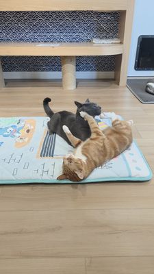 Kokoro Cat Café by null