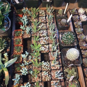 Paxton Gate - Some of the succulents - Home Decor Near Me - San Francisco, California Paxton Gate - Some of the succulents - Home Decor Near Me - San Francisco, California