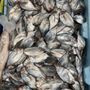 Photo of Green Fish Seafood Market
