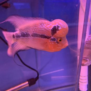 DD Fish-Pets - Local Fish Stores Near Me - Santa Ana, California