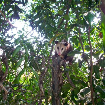 All City Animal Trapping - Pest Control Near Me - Riverside, California All City Animal Trapping - Pest Control Near Me - Riverside, California