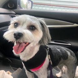 Precious Pawprints