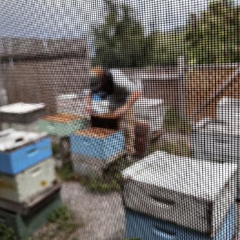 Big Island Bees - Greg looking for queen bee - Honey Near Me - Captain Cook, Hawaii Big Island Bees - Greg looking for queen bee - Honey Near Me - Captain Cook, Hawaii