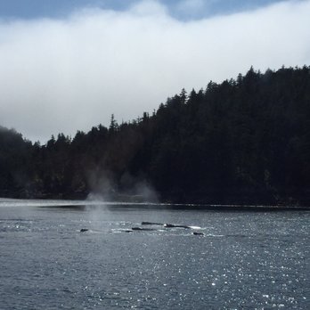 Prince Rupert Adventure Tours - Humpback whales! - Tours Near Me - Prince Rupert, British Columbia Prince Rupert Adventure Tours - Humpback whales! - Tours Near Me - Prince Rupert, British Columbia