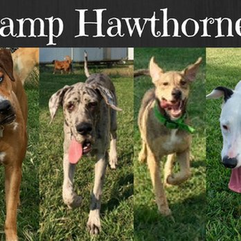 Hawthorne - Veterinarians Near Me - Glen Carbon, Illinois