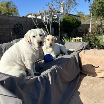 Labrador Rescuers - Both Sierra and Dakota - Animal Shelters Near Me - San Diego, California Labrador Rescuers - Both Sierra and Dakota - Animal Shelters Near Me - San Diego, California