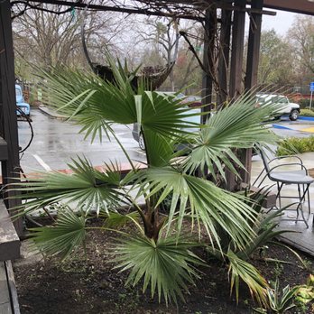 Soul Rebel Coffee - Outside garden/seating area. - Coffee & Tea Near Me - Calistoga, California