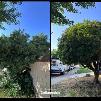 Tesoro Pristine Property Cleaning - Tree trimming and shaping - Auto Detailing Near Me