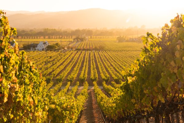 Chimney Rock Winery by null
