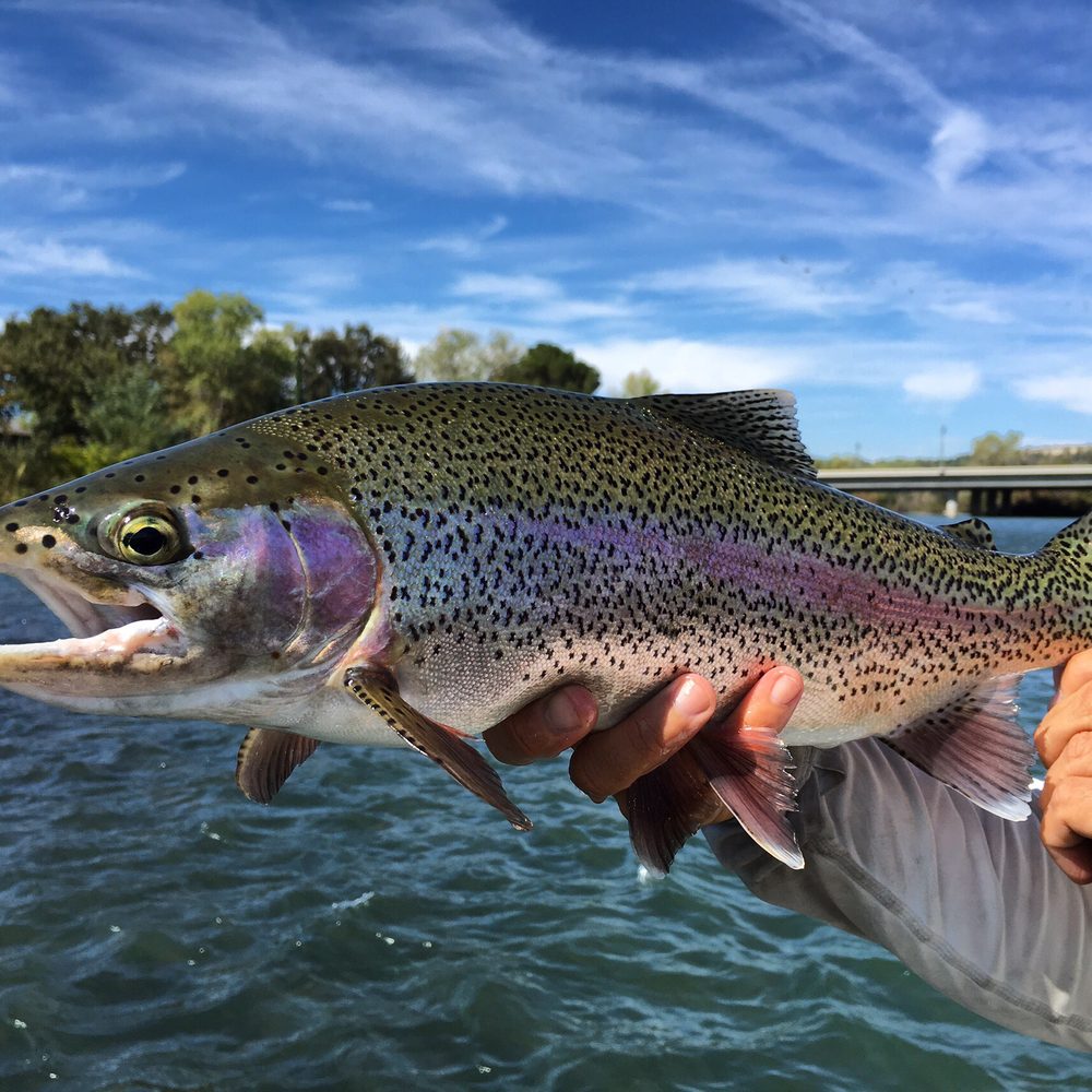 AC Fly Fishing - One of the prettiest fish we caught all day! - Fishing Near Me - Redding, California AC Fly Fishing - One of the prettiest fish we caught all day! - Fishing Near Me - Redding, California